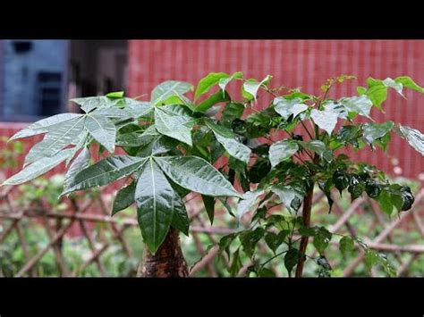 路沖擋煞植物|風水植物：5款擋煞聚財神器